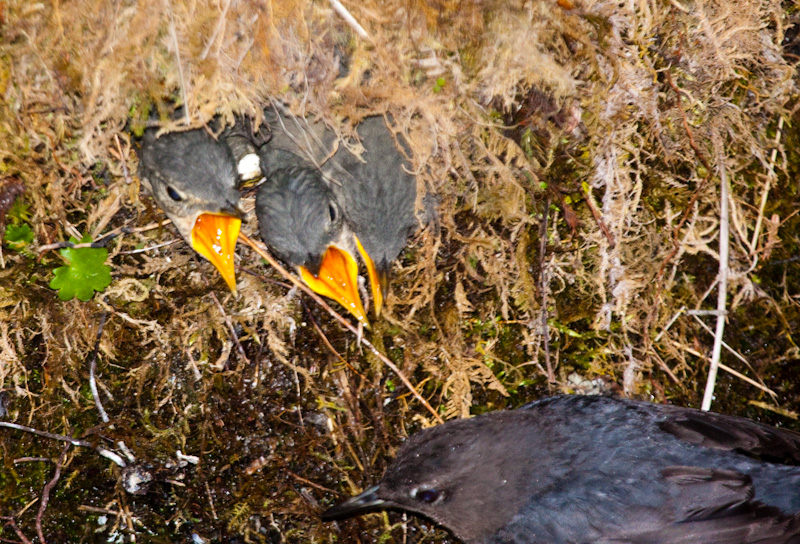 American Dipper Feeding Chicks